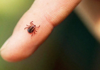 Ticks, Lyme Disease Could be More Prevalent This Year