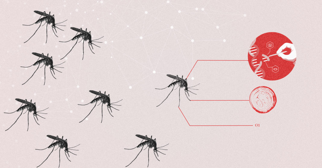 Millions of genetically modified mosquitoes to be released in Houston Recuperado