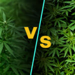 Harris County Crime Lab Now Delineating Between Hemp and Miariguana