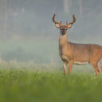 White Tail Deer
