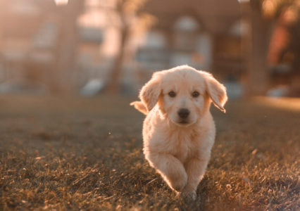 Blue-Green Toxic Algae Returns, Highly Poisonous for Dogs