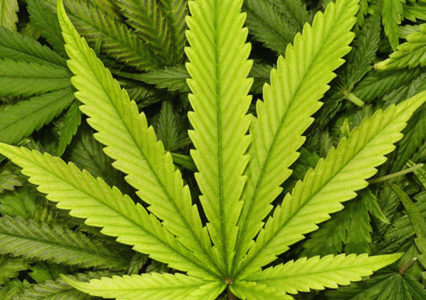 Marijuana leaf