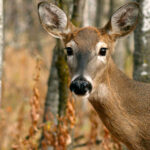“Zombie Deer Disease” Affecting Texas Deer Population