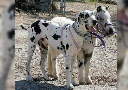Miniature Horse And Great Dane Build Unlikely Friendship, Just In Time To Share Pumpkin Pie This Thanksgiving
