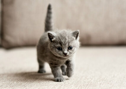 Can You Breastfeed A Cat?: Woman Onboard Delta Flight Certainly Thinks So