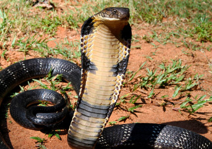 Texas Man Arrested For Releasing Deadly Cobra Last Year