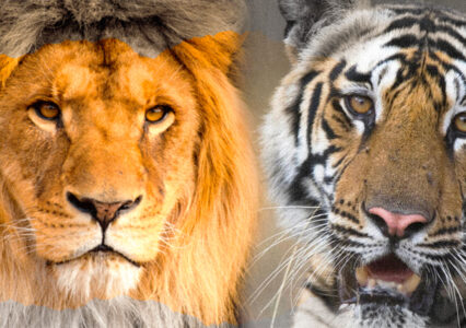 Lions And Tigers Driven Out Of Ukraine To Safety In Polish Zoo