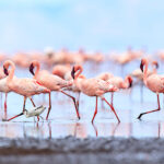 Flamingo Fight Or Flight