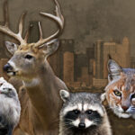 Houston Is Wilder Than You Think