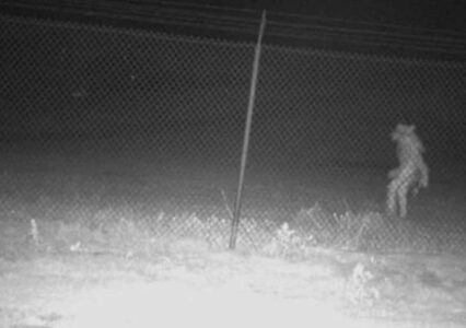 Furry Friend Spotted In-Camera At The Amarillo Zoo