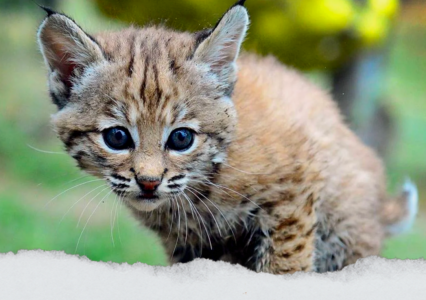 Rescued Kitten Turns Out To Be A Wild Bobcat