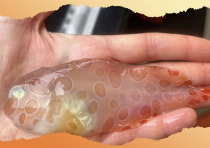 Transparent Sea Blob-Fish Discovered by Scientists