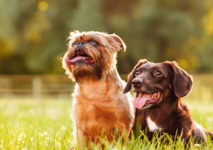 Texas Heat Can Be Dangerous For Pets