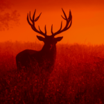 Zombie Deer Disease Strikes Texas