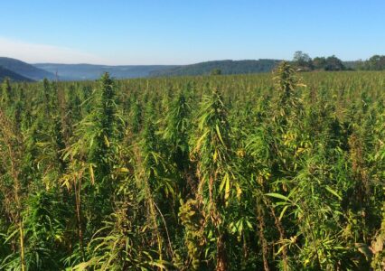 The Drought And Volatile Markets Spoiled the Hemp Crops In Texas
