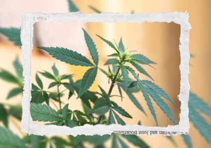 Texas Lawmakers Seeking To Outlaw Delta-8 Have Formidable Foe In Texas Veterans