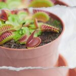 Texas Carnivorous Plant Show & Sale – Learn, Explore, And Bring Home Your Own Flesh-Hungry Greenery!