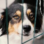 Overwhelming Number Of Homeless Pets: Harris County Pets Needs Your Help!