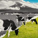 Bird Flu Could Be A Bigger Threat In Texas Thanks To Raw Milk