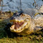 Jaws Of Danger: Texas Officer’s Hand Crushed In Deadly Alligator Encounter