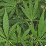 Marijuana Decriminalization Hits Roadblock In Lubbock – What’s Next For Texas?