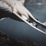 Teen Punches Shark To Escape Attack At Texas Beach