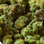 Dallas Moves Towards Marijuana Decriminalization: What You Need to Know