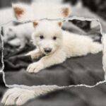 Texas Startup Achieves World’s First Dire Wolf De-Extinction