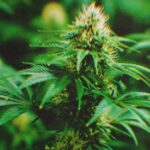 Courts Side With Cities In Fight Over Marijuana Laws