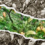 Inside Texas’ $50M Plan to Test Psychedelic Therapy for Combat Trauma