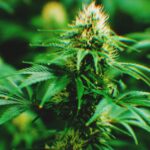 Texas’ Cannabis Market Hangs by a Thread — What Will Abbott Do?