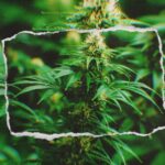 Why Texas Is Cracking Down on THC Products and What It Means for You