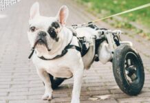 Central Texas Animal Sanctuary Struggles After Floods