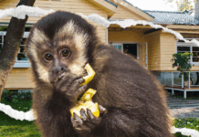 Are Pet Monkeys Legal in Texas?